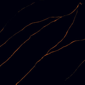 NERO GOLD